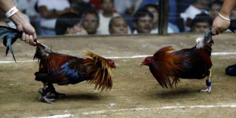 Đá gà cựa sắt